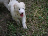 cucciolo di pastore abruzzese rustico